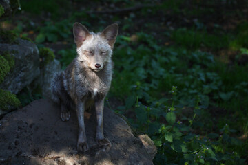 Pastellfuchs / Pastel fox / Vulpes.