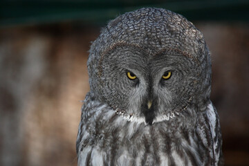 Bartkauz / Great grey owl / Strix nebulosa.