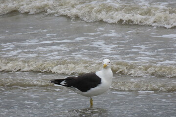 seagull on the beach