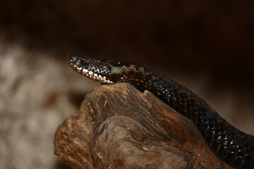 Kreuzotter / Common European adder / Vipera berus
