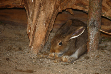 Zwergkaninchen / Dwarf rabbit / Oryctolagus cuniculus f. domestica