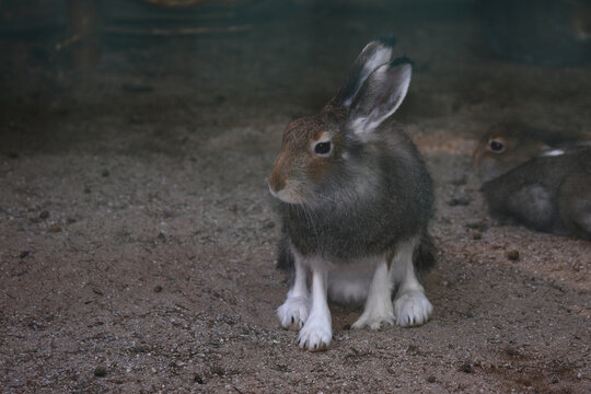 Schneehase / Mountain hare / Lepus timidus