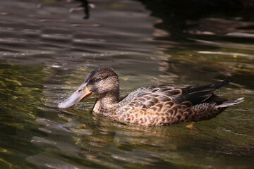 Löffelente / Northern shoveler / Spatula clypeata