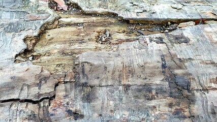 Szorstkie upadłe drzewo © Kamil