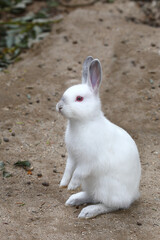 Hase / Hare / Lepus