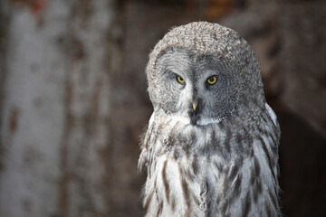 Bartkauz / Great grey owl / Strix nebulosa.