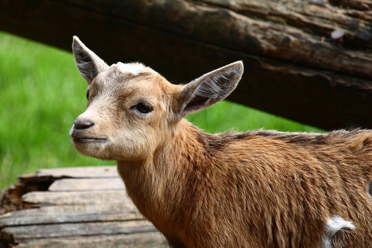 Hausziege / Domestic Goat / Capra aegagrus hircus.