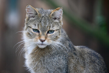 Naklejka na ściany i meble Europäische Wildkatze / European wildcat / Felis sylvestris