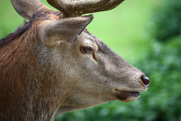 Rothirsch / Red Deer / Cervus elaphus