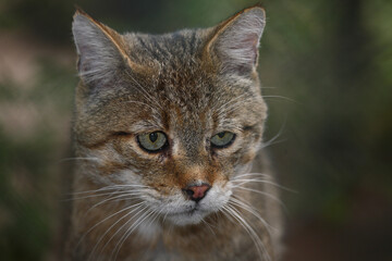 Europäische Wildkatze / European wildcat / Felis sylvestris