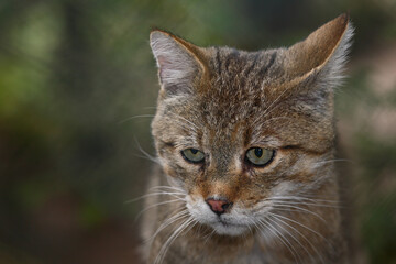 Europäische Wildkatze / European wildcat / Felis sylvestris