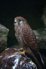 Turmfalke / Common kestrel / Falco tinnunculus