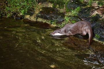 Naklejka premium Eurasischer Fischotter / Eurasien otter / Lutra lutra