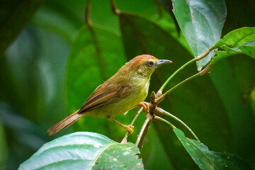 Pin-striped tit-babbler bird on the leaf.