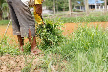 visible a hand picking up the grass to give to the pet, like a cow and goat.