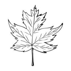 Maple leaf sketch illustration. Hand drawn maple leaf Vector illustration, isolated on white background.