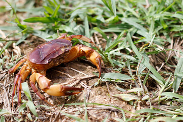 crabs on the ground with copy space between a grasses