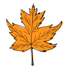 Maple leaf sketch illustration. Hand drawn maple leaf Vector illustration, isolated on white background.