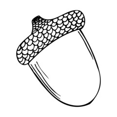 Acorn sketch illustration. Hand drawn acorn. Vector illustration, isolated on white background.