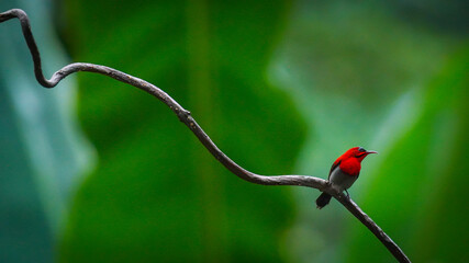 Temminck's Sunbird on the branch.