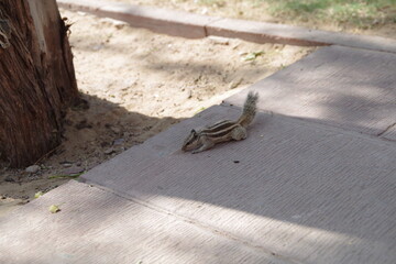 インド　ジョードプル　メヘランガール城塞のリス