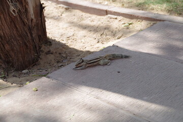 インド　ジョードプル　メヘランガール城塞のリス