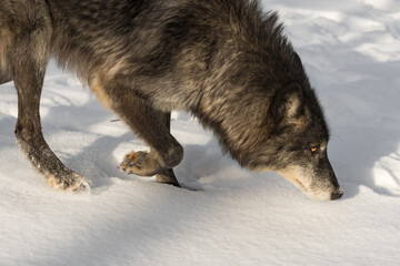 Obraz premium Black-Phase Grey Wolf (Canis lupus) Moves Right Head Down Winter