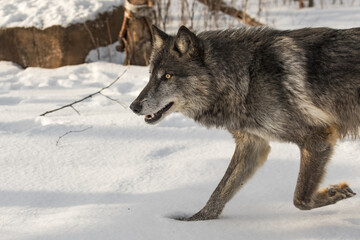 Black-Phase Grey Wolf (Canis lupus) Runs Left Paw Up Winter