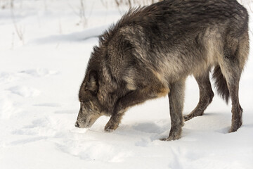 Fototapeta na wymiar Black-Phase Grey Wolf (Canis lupus) Digs in Snow Winter