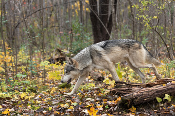 Grey Wolf (Canis lupus) Trots Past Log Head Down Autumn
