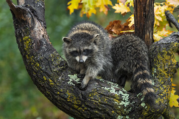 Raccoon (Procyon lotor) Paw Forward in Tree Second Back Autumn