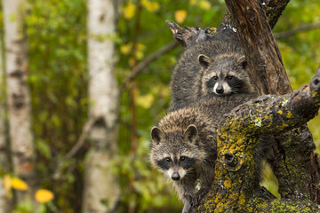 Raccoons (Procyon lotor) Stare Out From Tree Copy Space Left Autumn