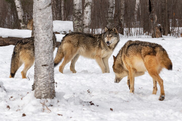 Grey Wolves (Canis lupus) in Woods Winter