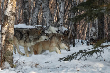 Grey Wolf Pack (Canis lupus) Run Right Bunched Together Winter