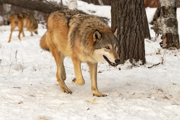 Grey Wolf (Canis lupus) Trots Right Second in Background Winter