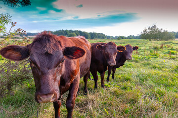 Sussex cattle on marsh grazing