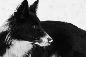 Snow dog