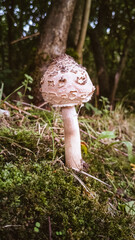 Forest mushrooms on mossy forest floor
