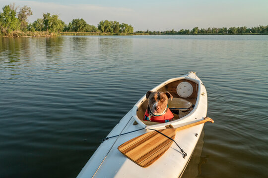 pit bull  dog wearing a life jacket is sitting in a decked expedition canoe on a calm lake in Colorado in summer scenery, recreation with your pet concept