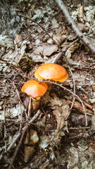 Forest mushrooms on mossy forest floor