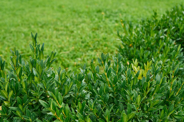 Green natural  lawn close up