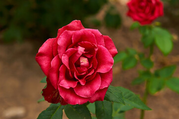 Big red  rose in the garden