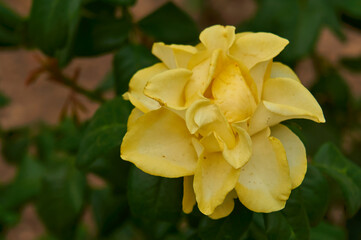 Big yellow rose in the garden