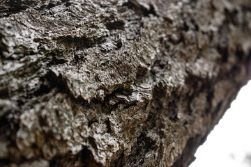 Close up of bark in black and white
