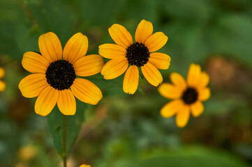 Rudbeckia yellow flowers in the garden