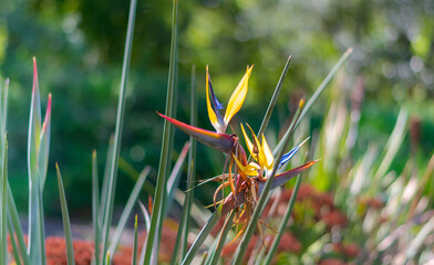 Yellow bird of paradise flower