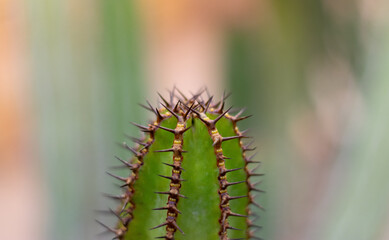 Close up of thorny green cactus with large purple spines
