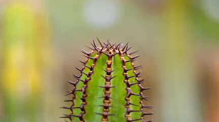 Close up of thorny green cactus with large purple spines