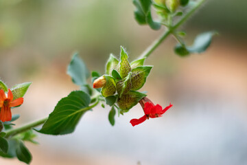 Close up of green tendril with red flower and blurred background