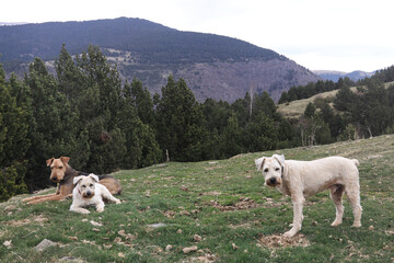Fototapeta premium Dogs in the mountains
